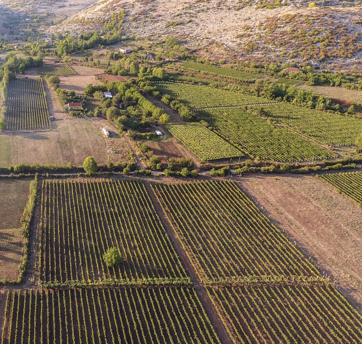 12 fakte dhe informacione mbi kantinën Medaur! 🍷🍇